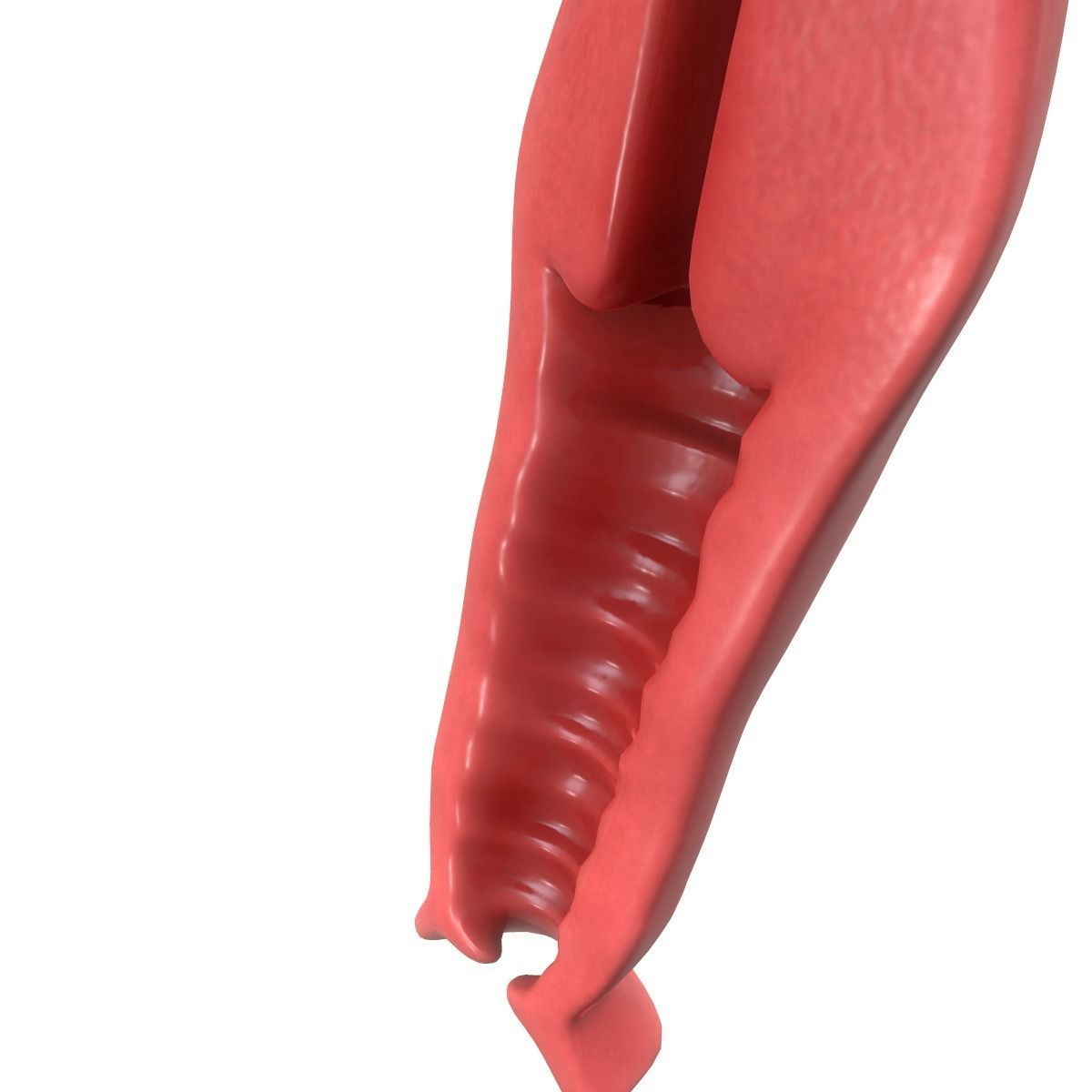 Female Reproductive System Section 3D model_15