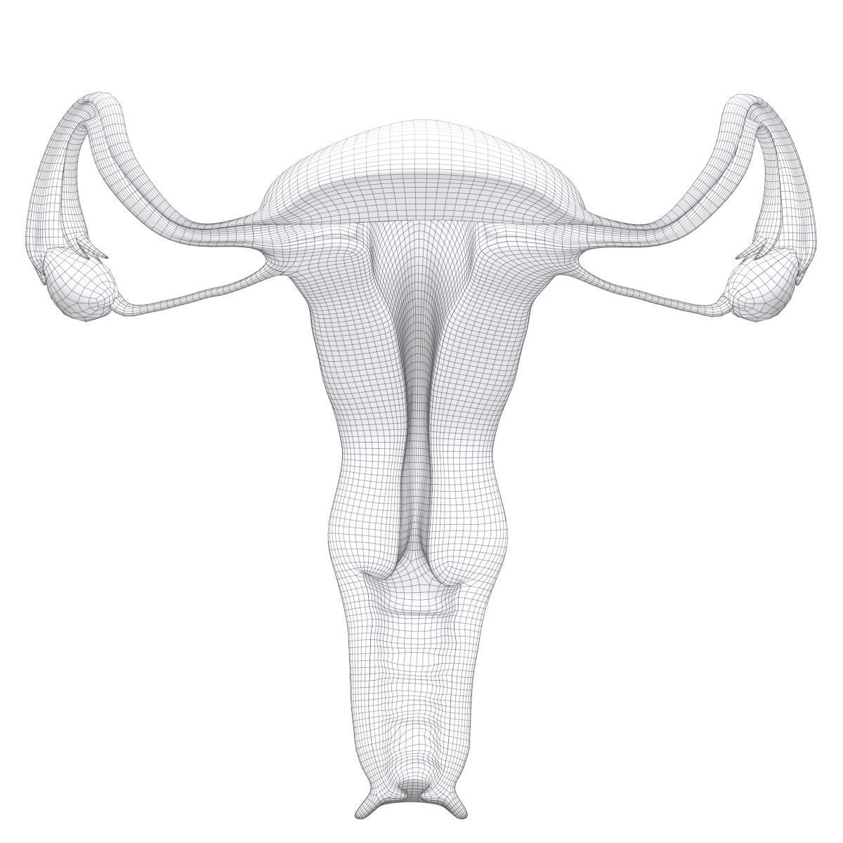 Female Reproductive System Section 3D model_19