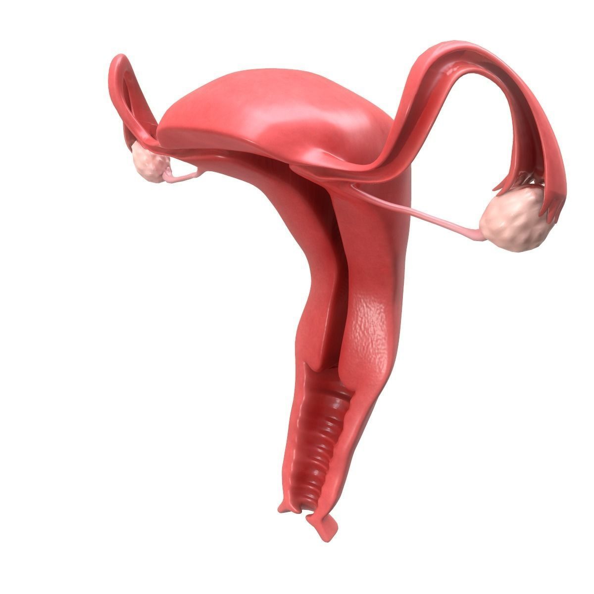 Female Reproductive System Section 3D model_5