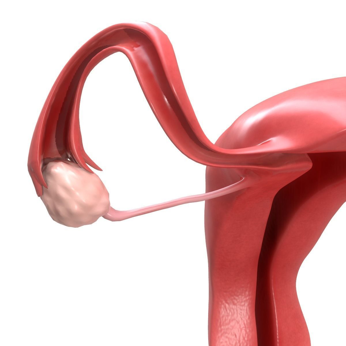 Female Reproductive System Section 3D model_11