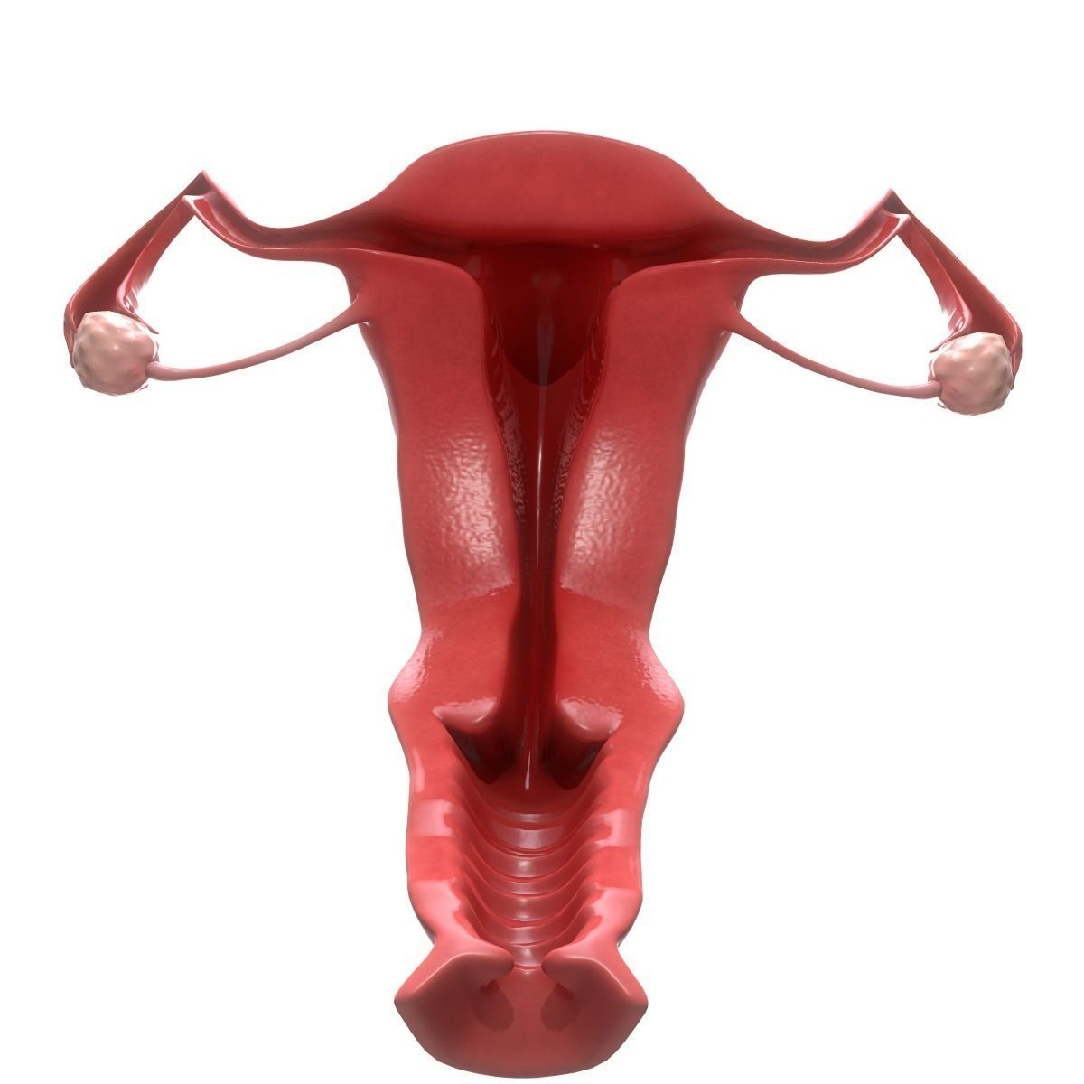 Female Reproductive System Section 3D model_9