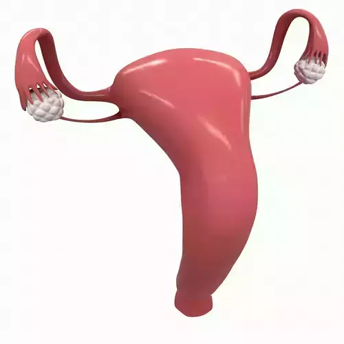 Female Reproductive System Section 3D model
