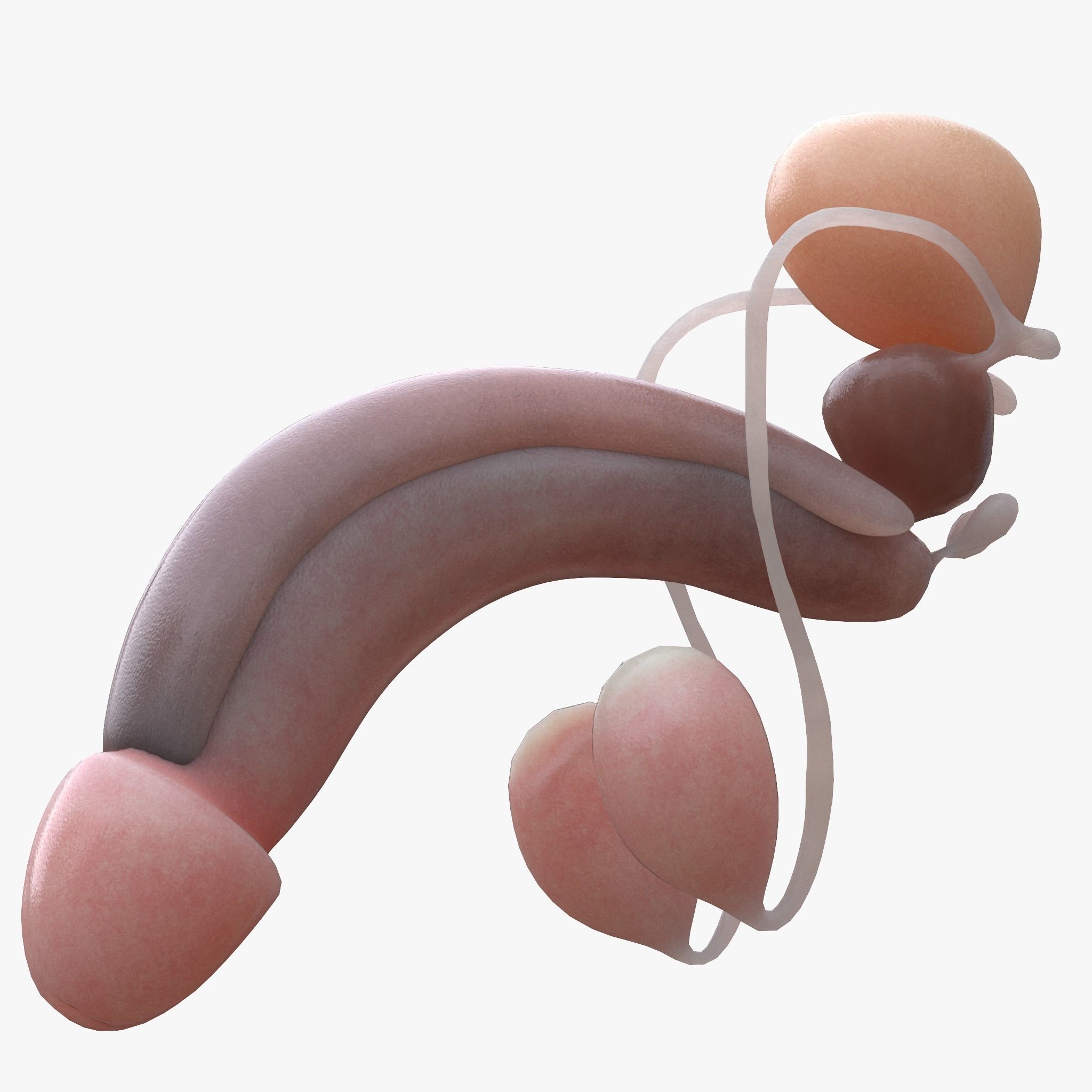 Female and Male Reproductive System 3D model_4