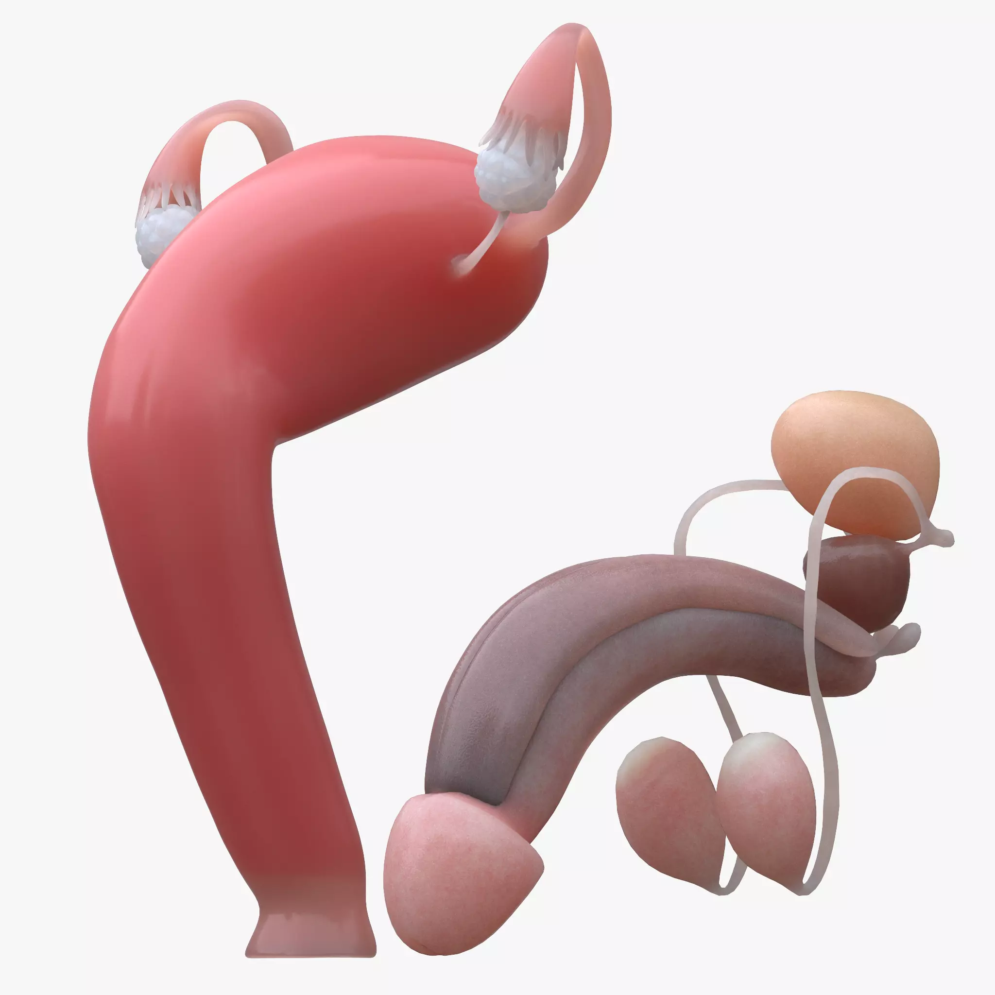 Female and Male Reproductive System 3D model_0