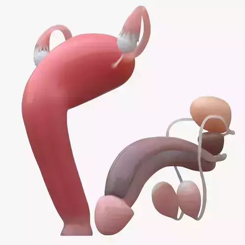 Female and Male Reproductive System 3D model