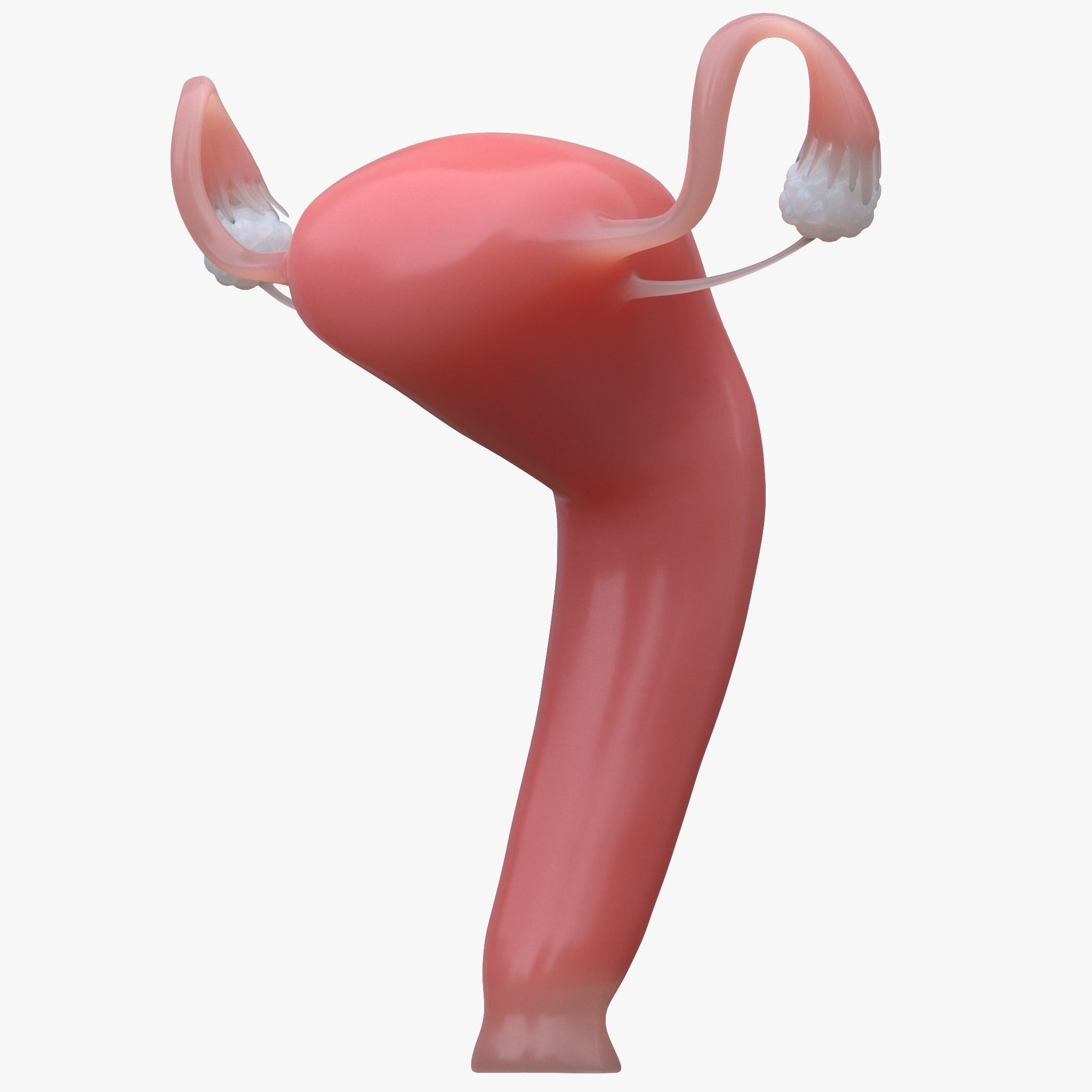Female and Male Reproductive System 3D model_3