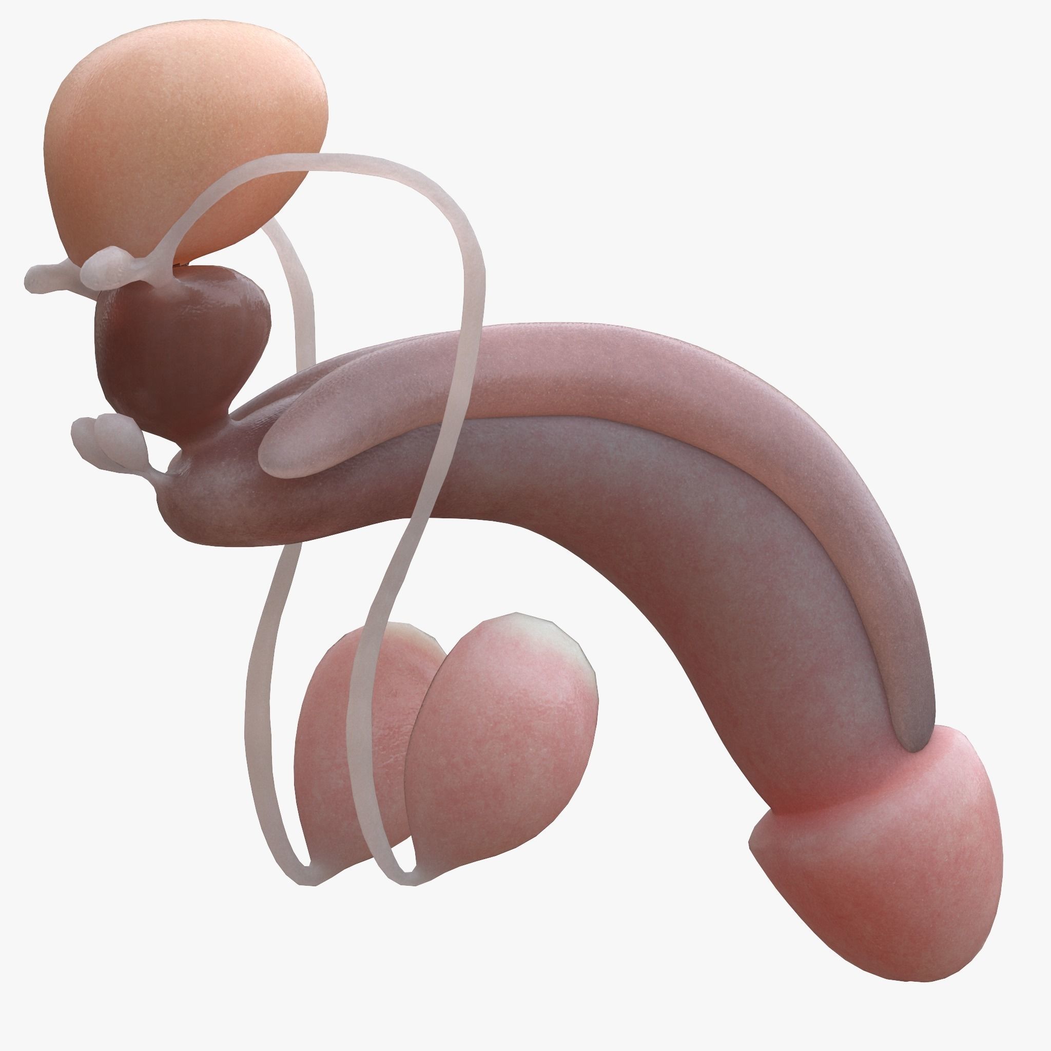Female and Male Reproductive System 3D model_5