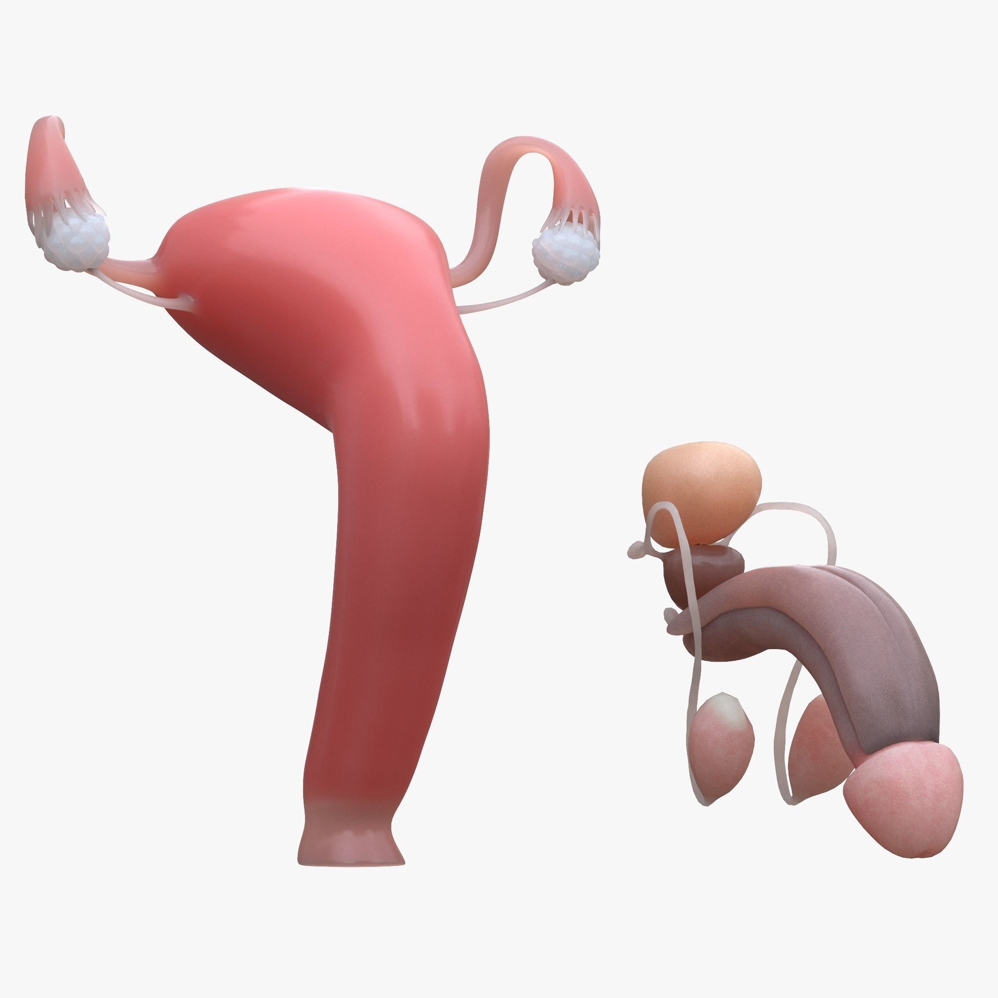 Female and Male Reproductive System 3D model_1