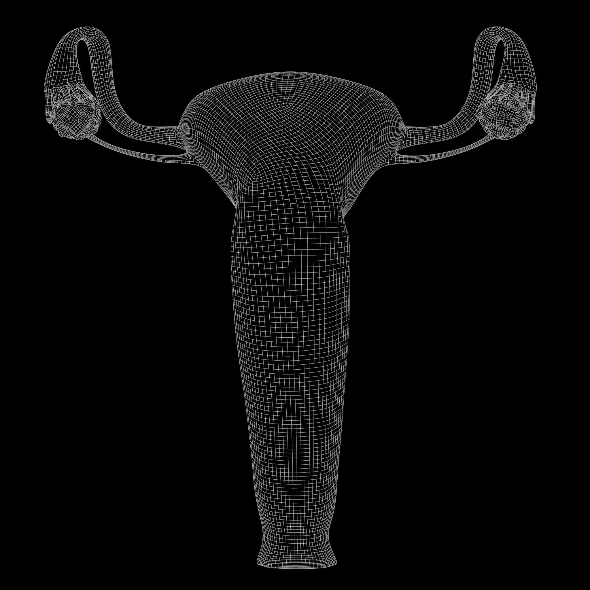 Female and Male Reproductive System 3D model_8