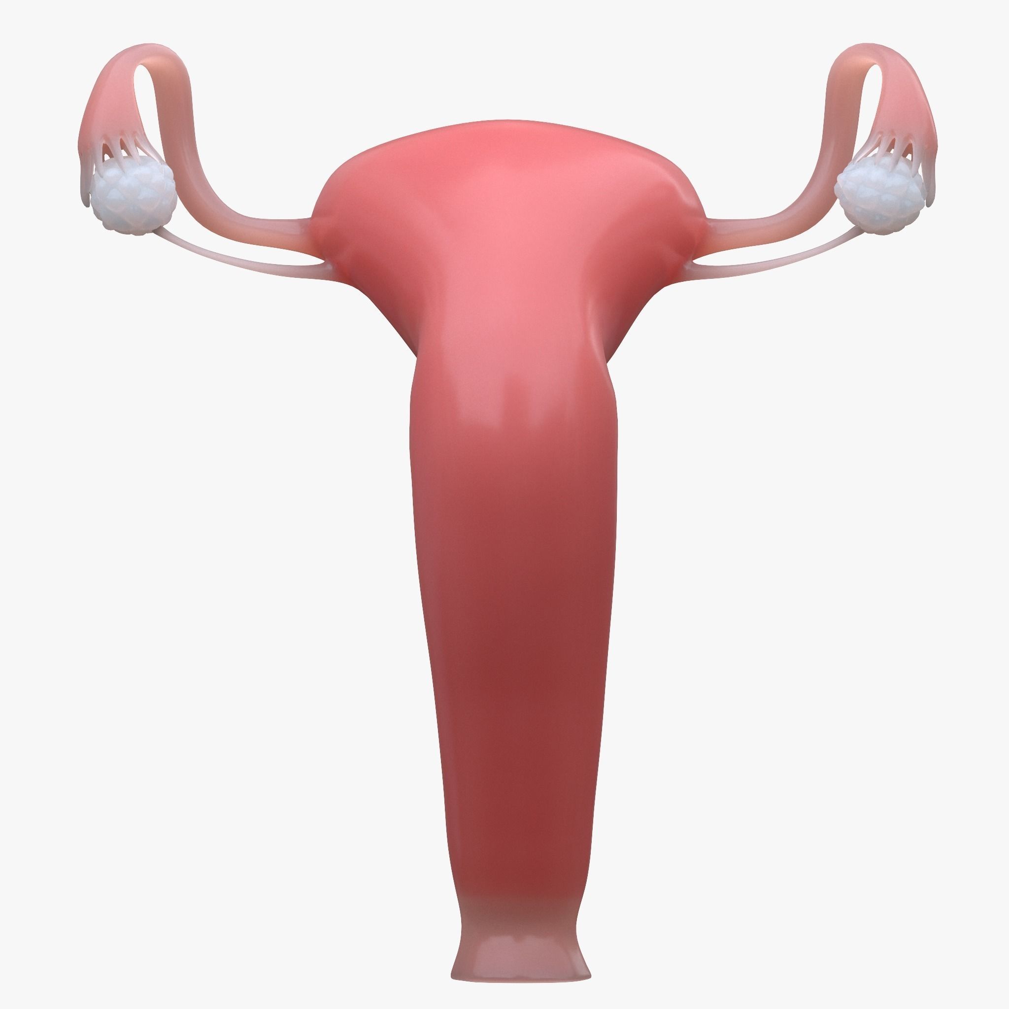 Female and Male Reproductive System 3D model_2