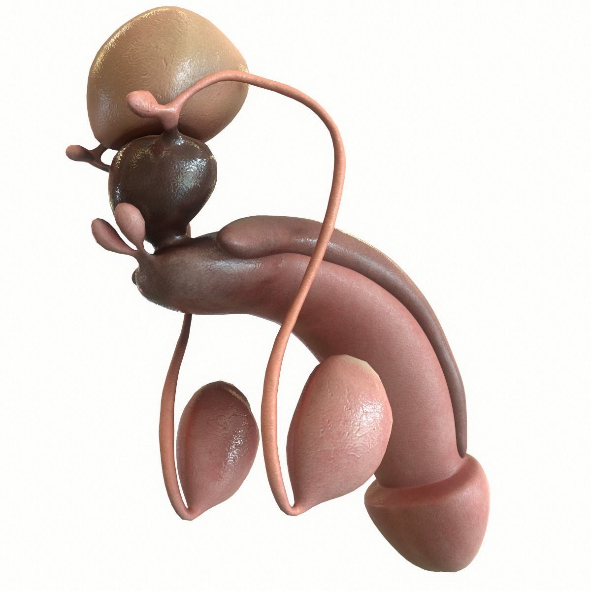 Male Reproductive System 3D model_5