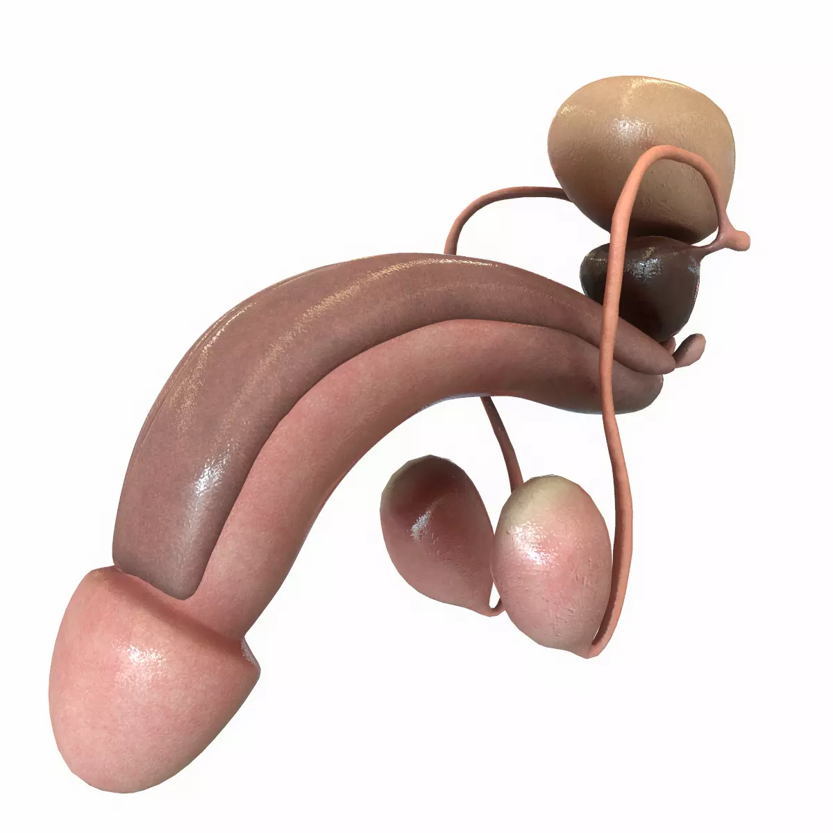 Male Reproductive System 3D model_0
