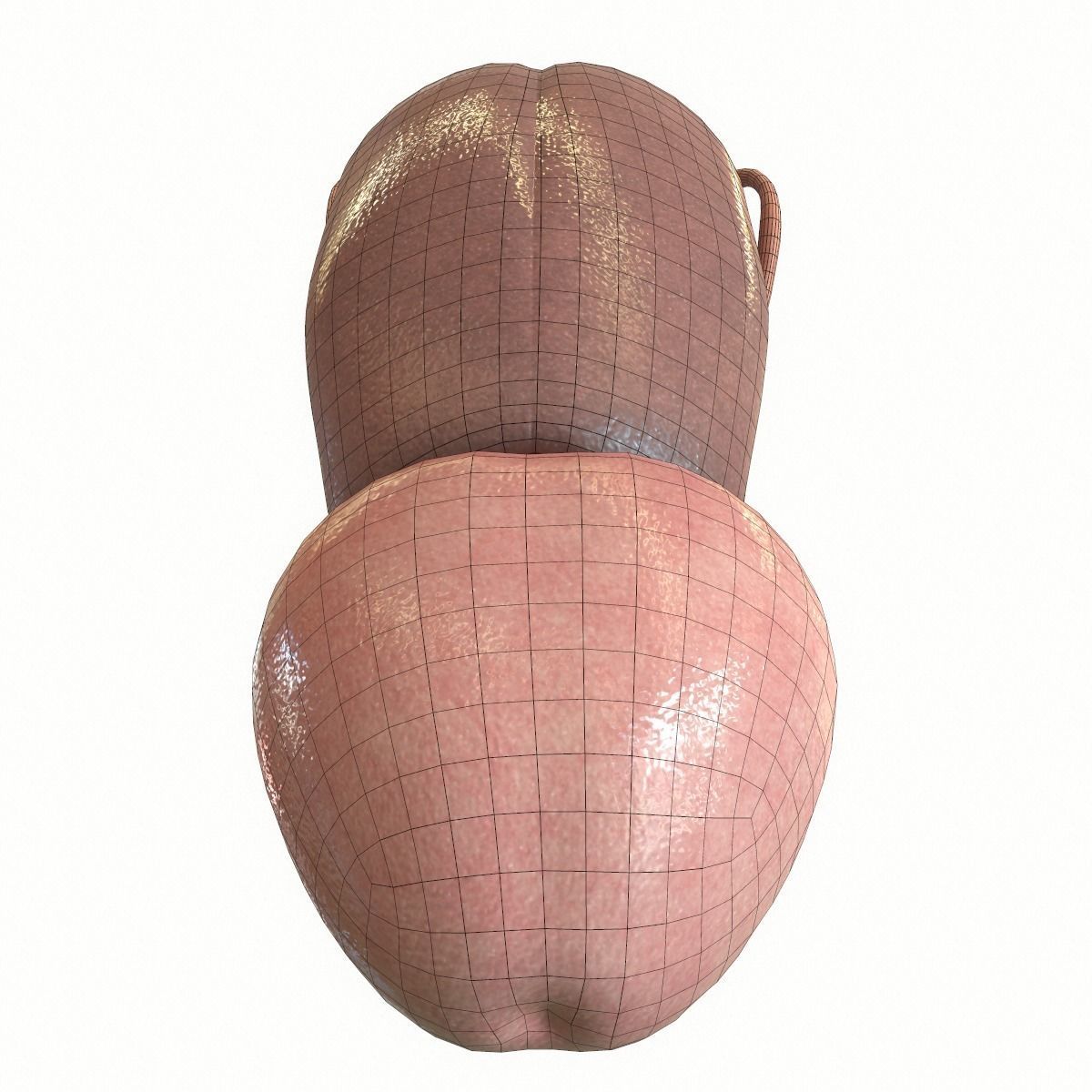 Male Reproductive System 3D model_12