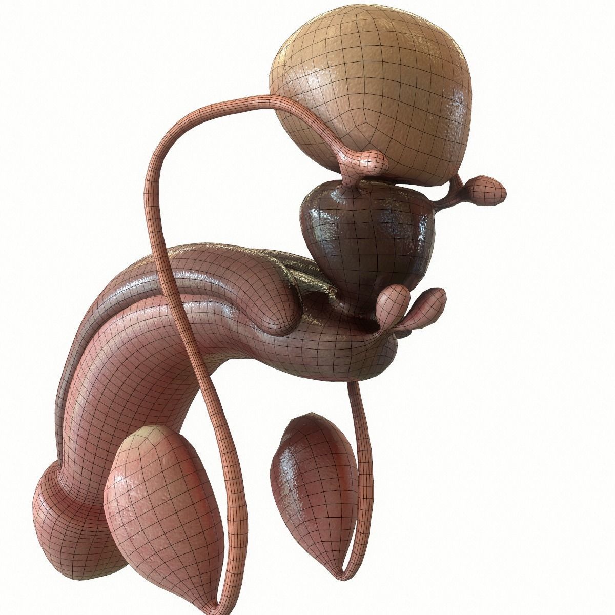 Male Reproductive System 3D model_16
