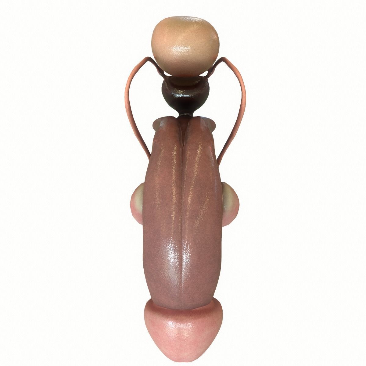 Male Reproductive System 3D model_8