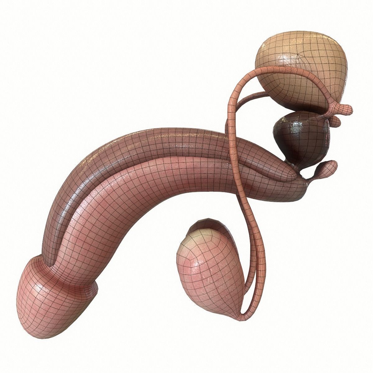 Male Reproductive System 3D model_15