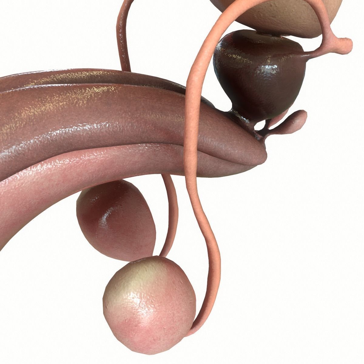 Male Reproductive System 3D model_9
