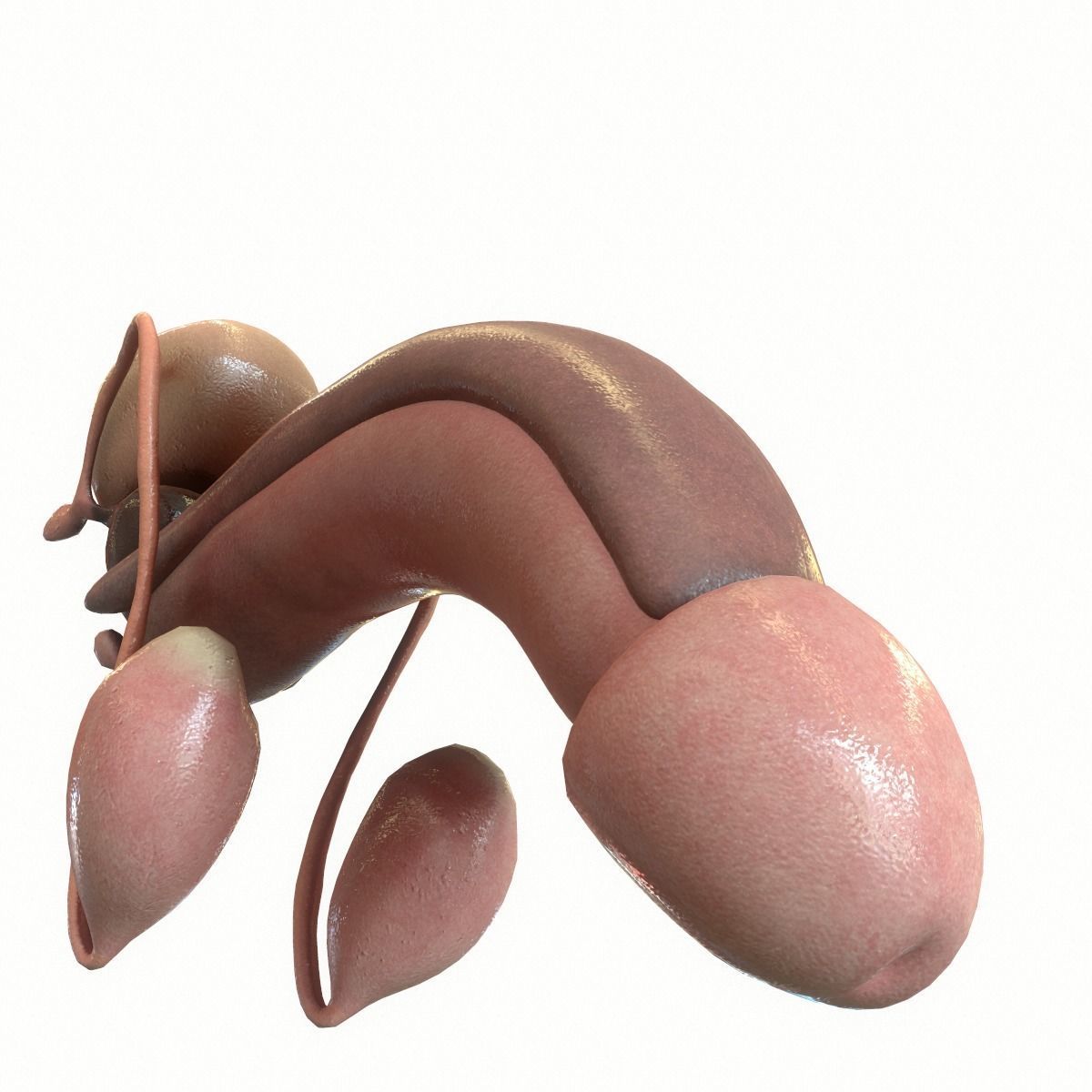 Male Reproductive System 3D model_14