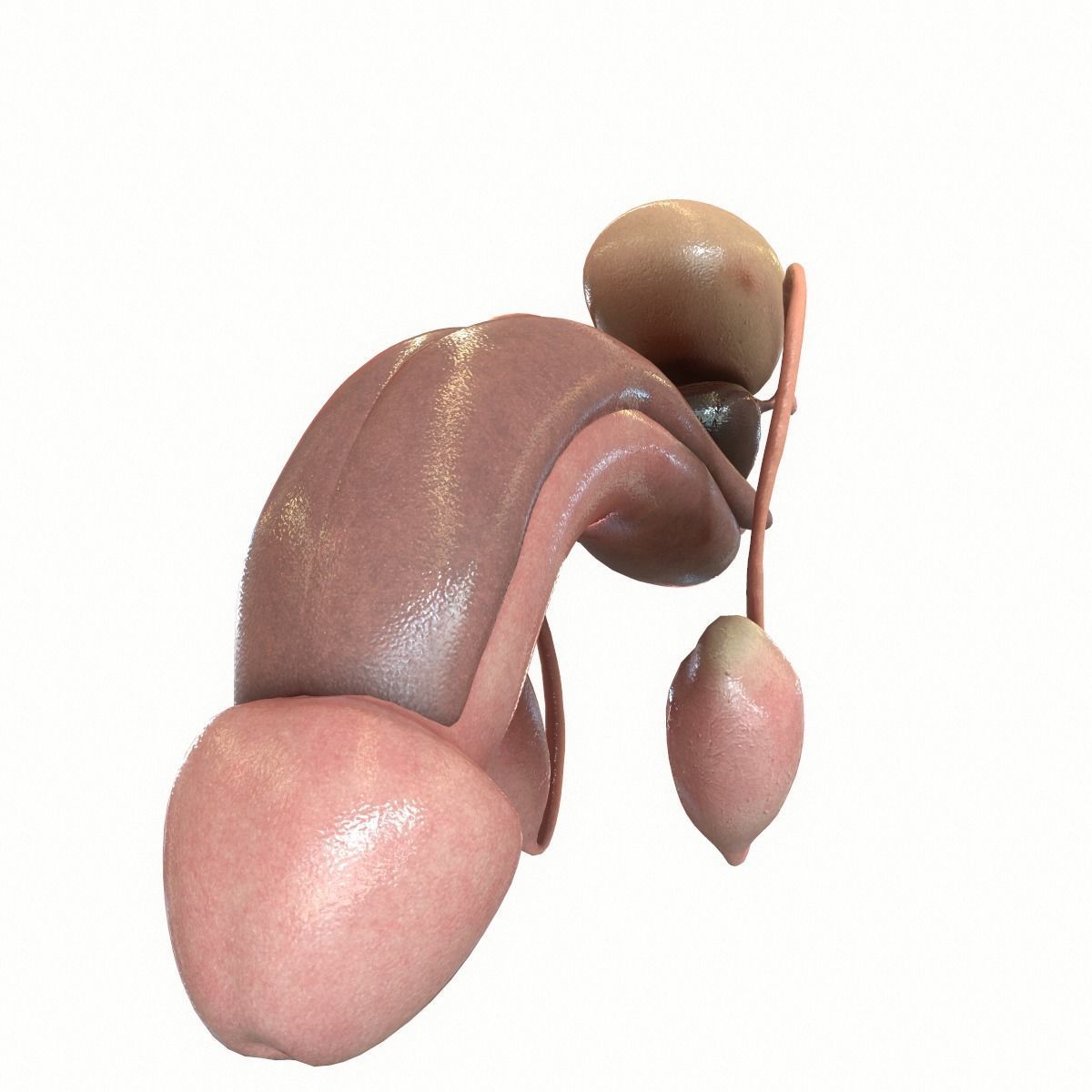 Male Reproductive System 3D model_1