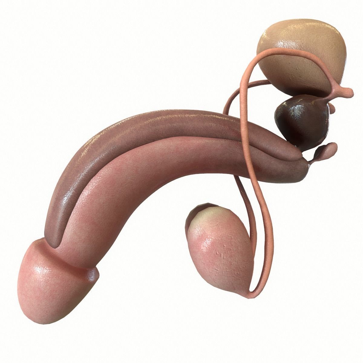 Male Reproductive System 3D model_3