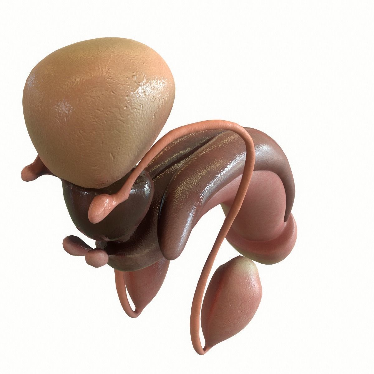 Male Reproductive System 3D model_7
