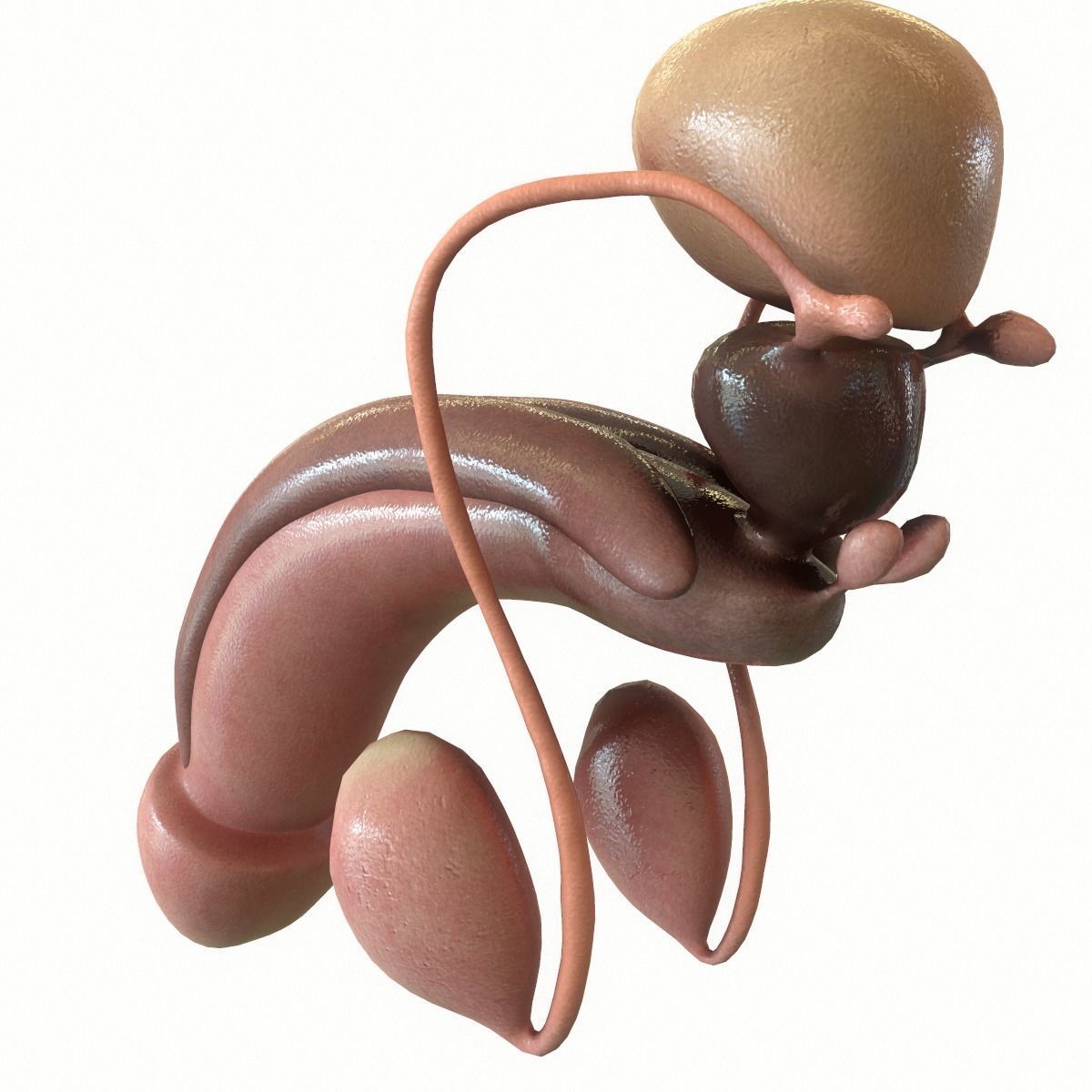 Male Reproductive System 3D model_13