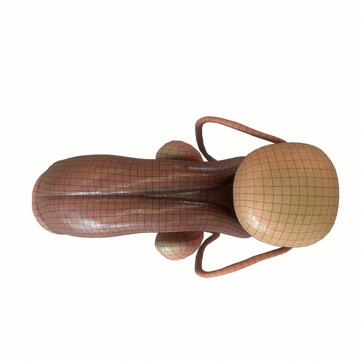 Male Reproductive System 3D model_11