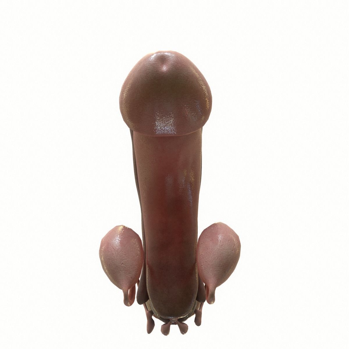 Male Reproductive System 3D model_4