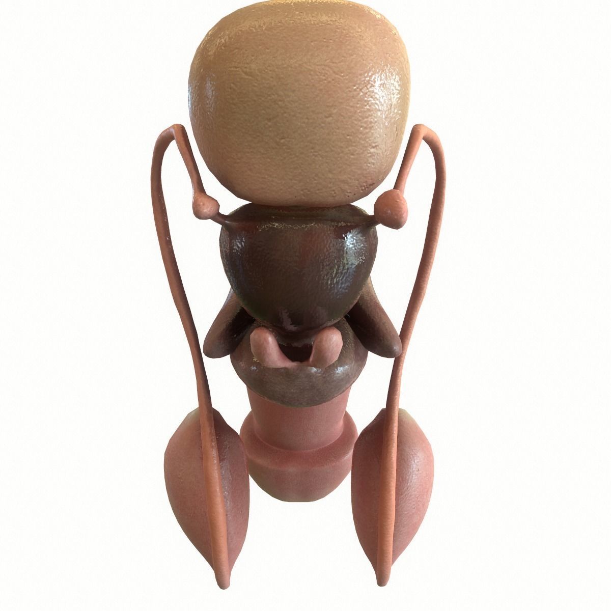 Male Reproductive System 3D model_6