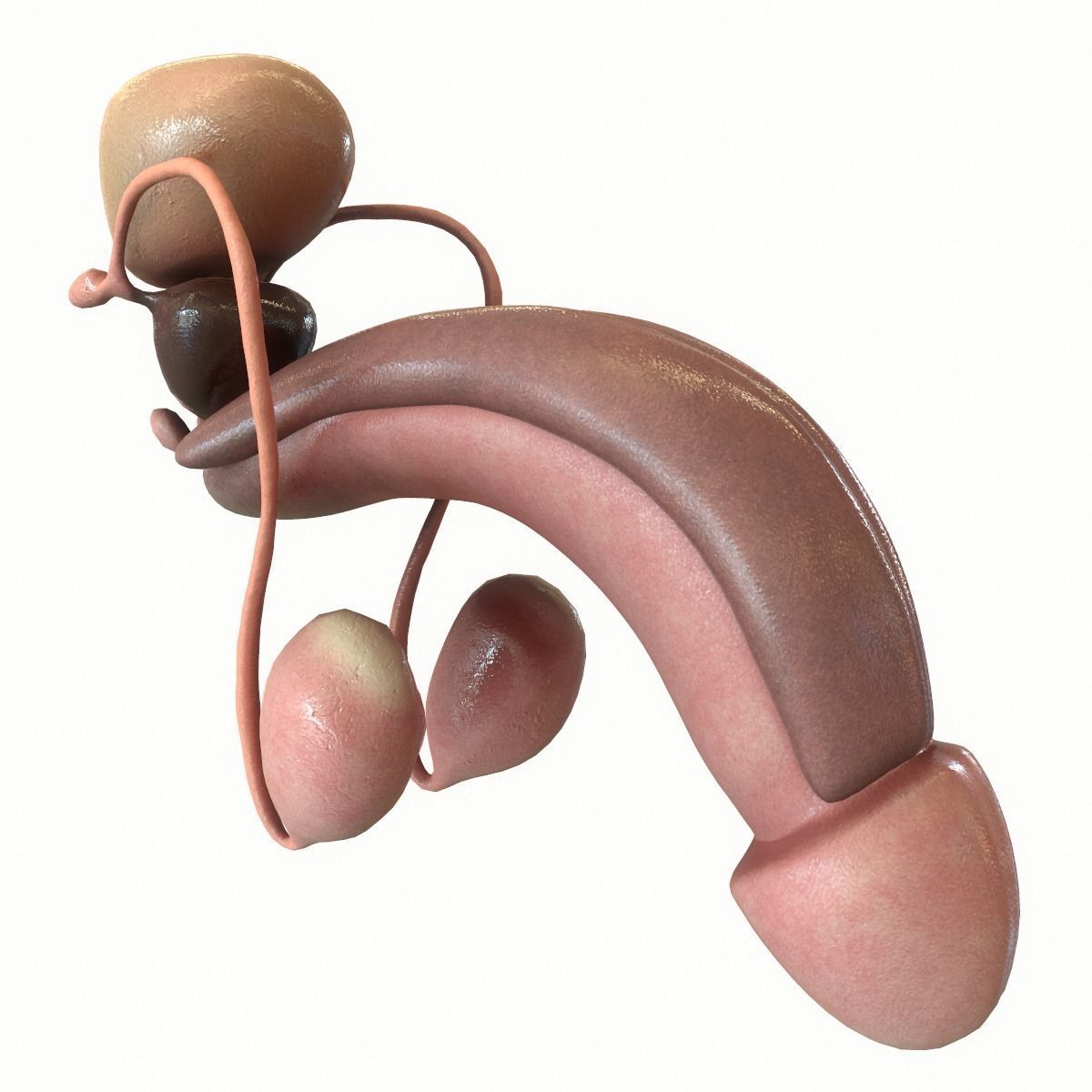 Male Reproductive System 3D model_2