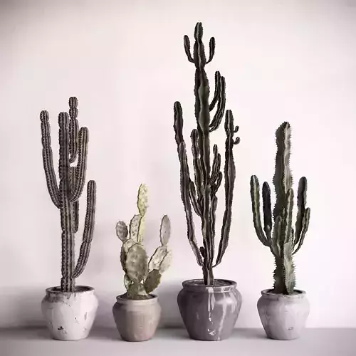 Cactuses cactus plant in concrete pot 3D model