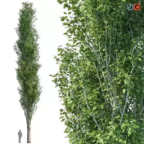 Poplar Pyramidal 20m Summer 3D model