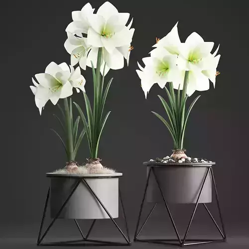 Hippeastrum in a flower pot 1 3D model