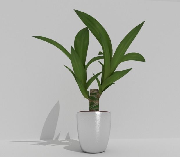 HOUSE PLANTS AND  TREES   3D model_9