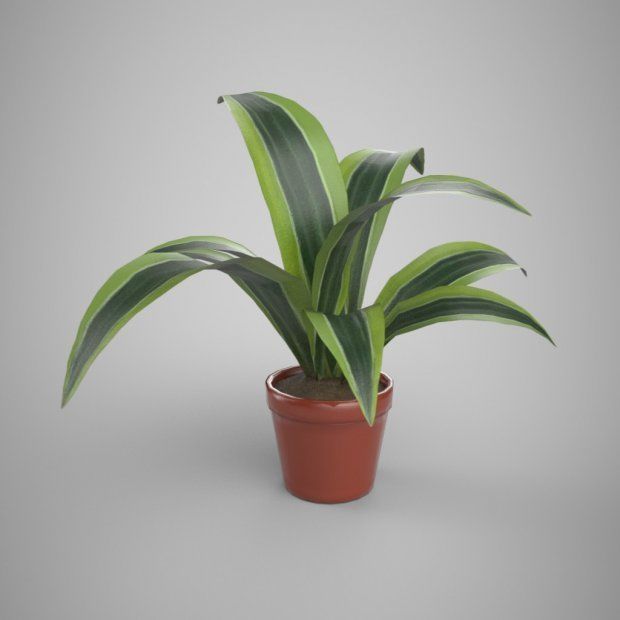 HOUSE PLANTS AND  TREES   3D model_8