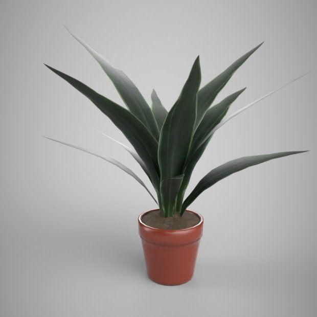 HOUSE PLANTS AND  TREES   3D model_10