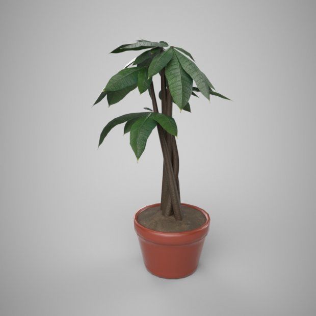 HOUSE PLANTS AND  TREES   3D model_4