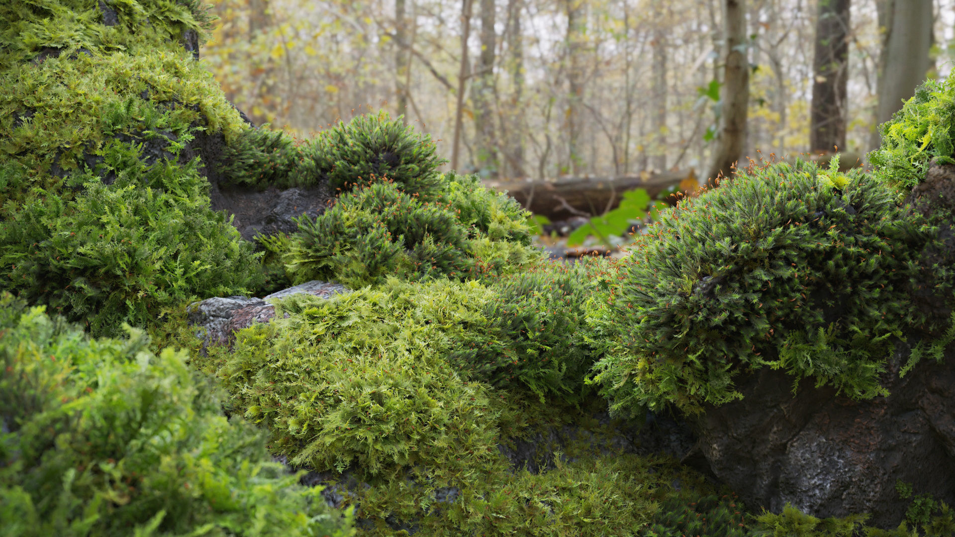 Moss 7 Species and Stones - PBR Asset Kit Low-poly 3D model_1