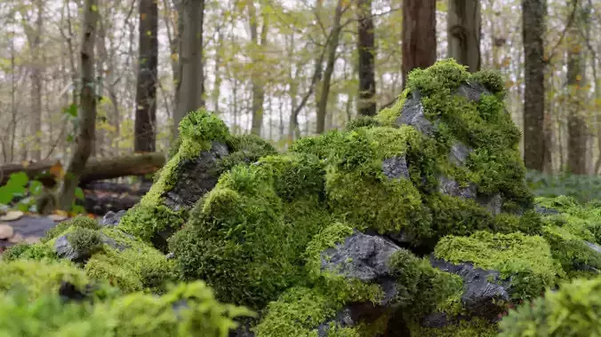 Moss 7 Species and Stones - PBR Asset Kit Low-poly 3D model
