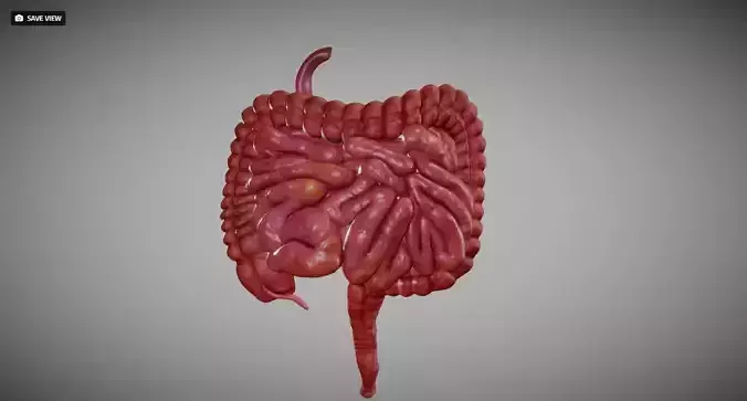Small Intestine and large Intestine