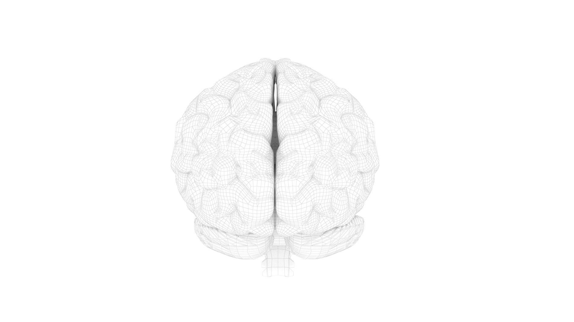 High quality and realistic 3D human brain 3D model_3