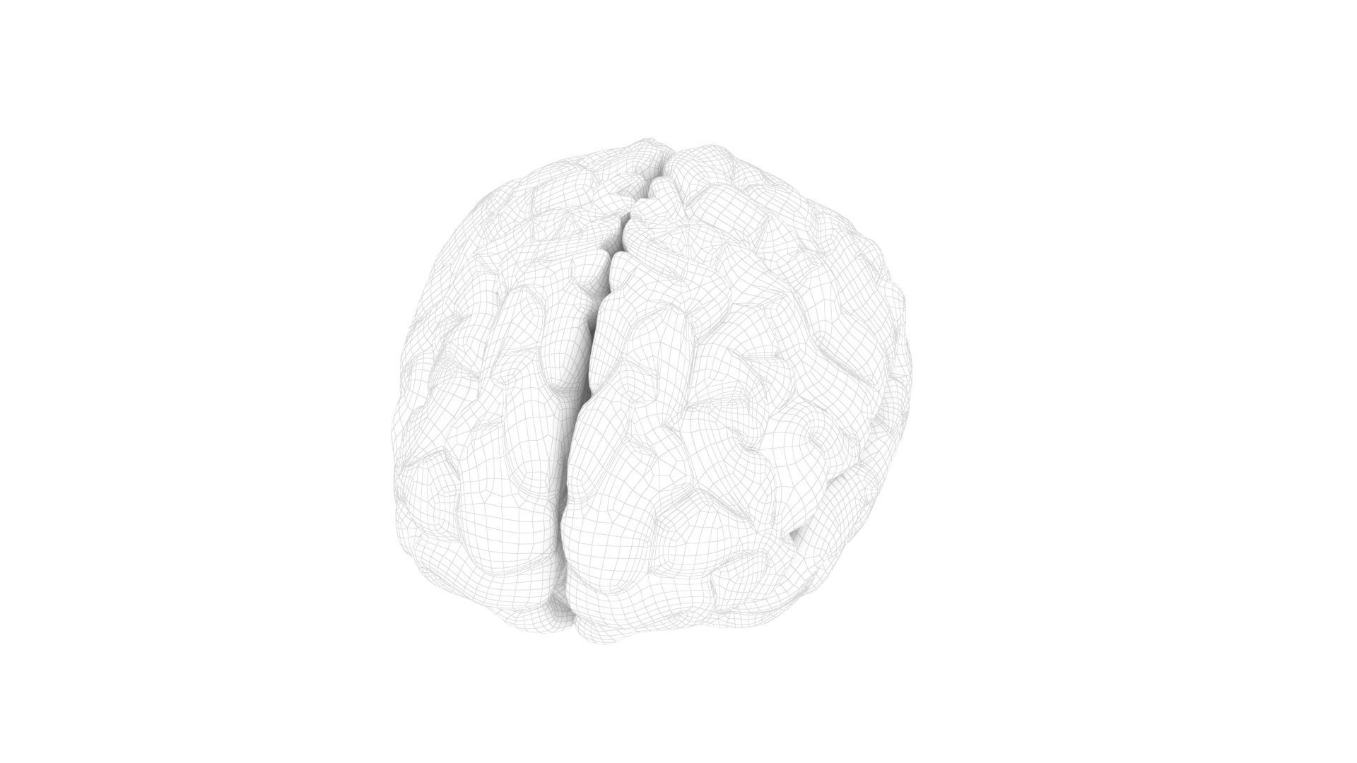 High quality and realistic 3D human brain 3D model_2