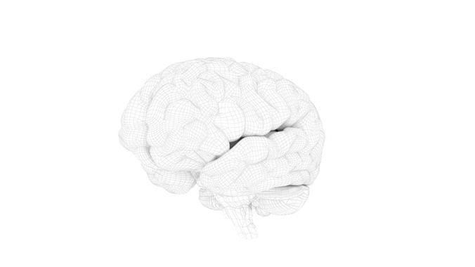 High quality and realistic 3D human brain 3D model