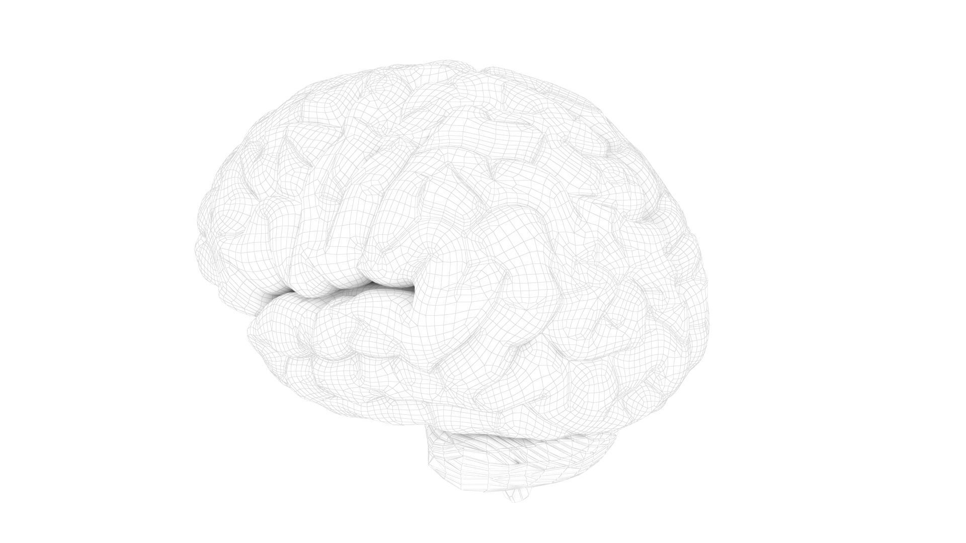 High quality and realistic 3D human brain 3D model_1