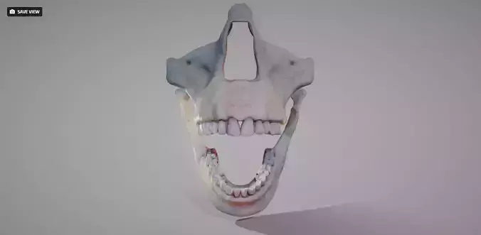 Oro-Facial anatomy  Animated