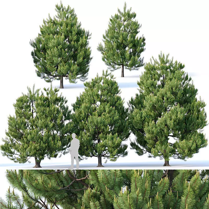 Pinus sylvestris Nr3 H3-6m V2 Five tree set 3D model