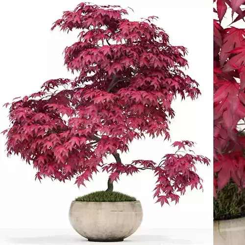 Plants collection 164