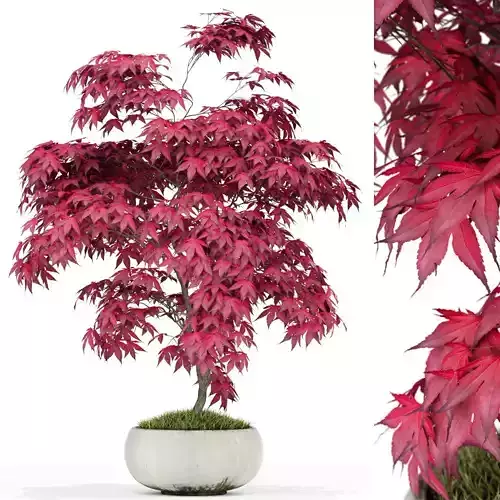 Plants collection 165