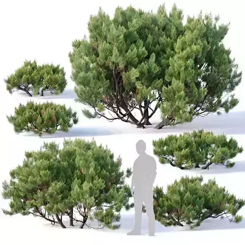 Pinus mugo Nr2 H60-260 cm Six tree set 3D model