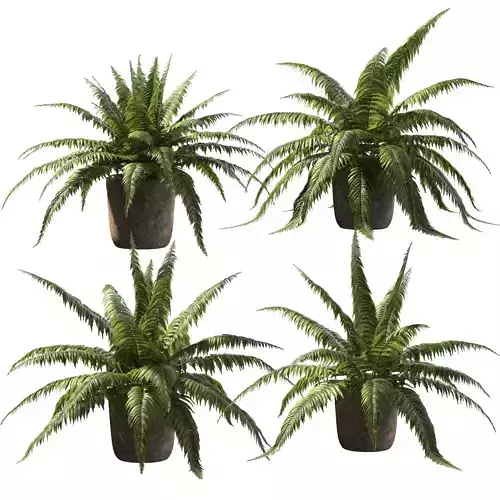 Fern in pots - 4 models